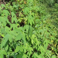 Passiflora subpeltata Ortega